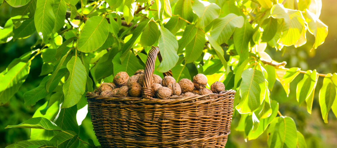 PURCHASE NUTS,PURCHASE ALMONDS,PURCHASE WALNUTS Buyer & Marketer Suncamry